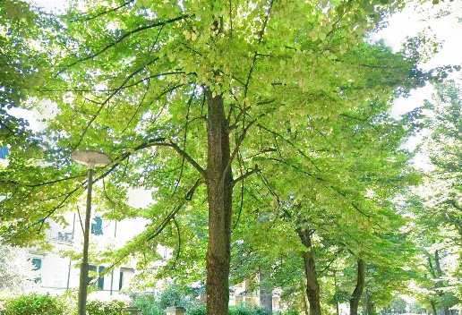 immagine annuncio 4 di 6