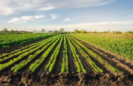 Foto Terreno agricolo a Casale sul Sile di 23000 m² in vendita