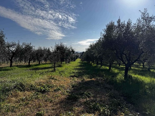 immagine annuncio 13 di 14