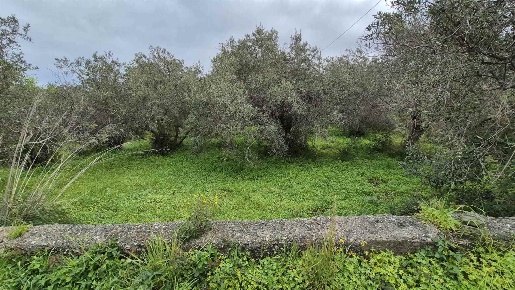 Foto Terreno agricolo in contrada musarra, Messina Ortoliuzzo - San Saba