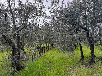 Foto Terreno agricolo a Bagno a Ripoli Balatro di 1300 m² in vendita