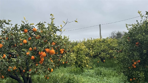 Foto Terreno agricolo a Lentini di 14226 m² in vendita