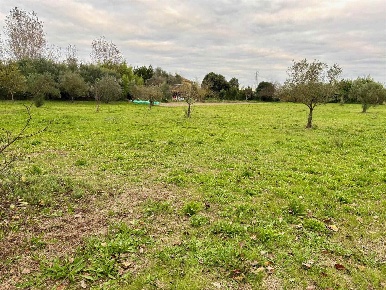 Foto Terreno agricolo a Campi Bisenzio Torricella di 3000 m² in vendita
