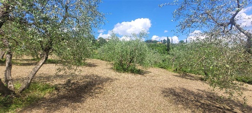 Foto Terreno agricolo a Firenze Cinque Vie di 4000 m² in vendita