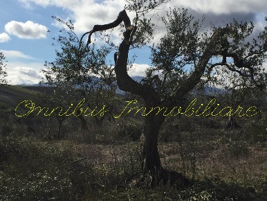 Foto Terreno agricolo in berardinone, Lucera in vendita