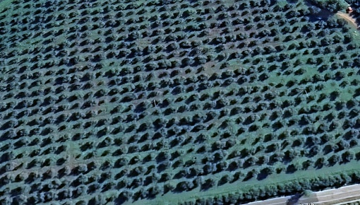 Foto Terreno agricolo a Massa Marittima di 30000 m² in vendita