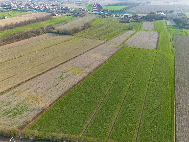 Foto Terreno agricolo in Via Albarea 63, Pianiga Albarea di 21850 m²
