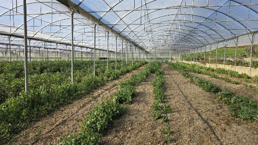 Foto Cessione attività a Tarquinia Centro Storico di 5300 m² con 1 locali