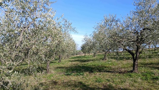 Foto Terreno agricolo a Rimini Via Covignano - Villaggio Azzurro in vendita