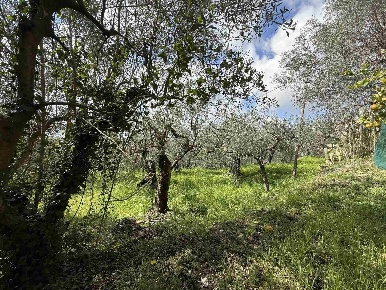 Foto Terreno edificabile in Santa Tecla, Montecorvino Pugliano di 1000 m²