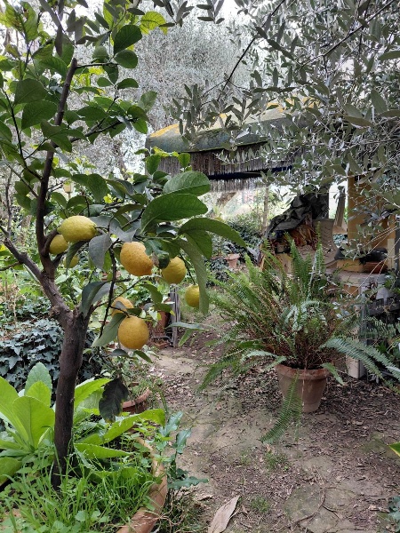 immagine annuncio 10 di 15