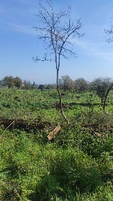 Foto Terreno agricolo a Acireale Pennisi, Santa Maria Ammalati, Piano d'Api