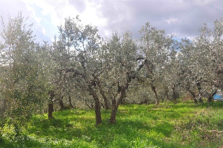 Foto Terreno agricolo a Santa Luce di 10000 m² in vendita