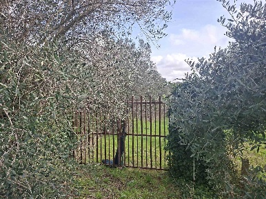 Foto Terreno agricolo in VIA LANDI, Genzano di Roma di 5000 m² in vendita