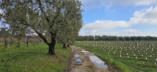Foto Appartamento a Puegnago del Garda Castello di 80 m² con 4 locali