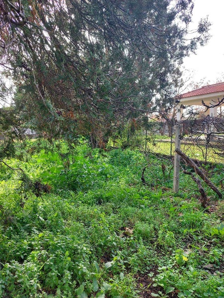 immagine annuncio 12 di 14