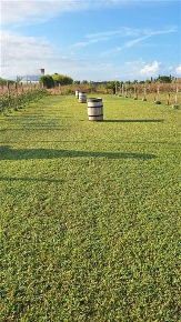 Foto Terreno agricolo a Cecina Marina di Cecina di 3800 m² in vendita