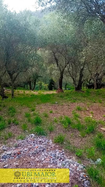 immagine annuncio 5 di 12