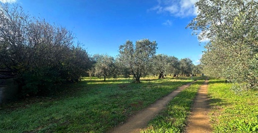 Foto Terreno agricolo in località Giardino, Rosignano Marittimo di 3800 m²