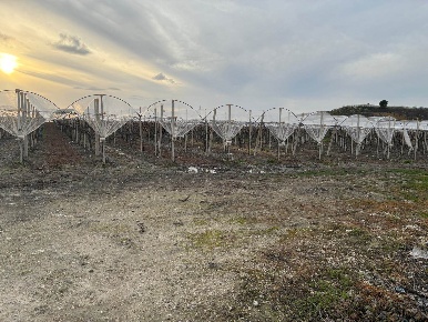 Foto Terreno agricolo a Canicattì di 23500 m² in vendita
