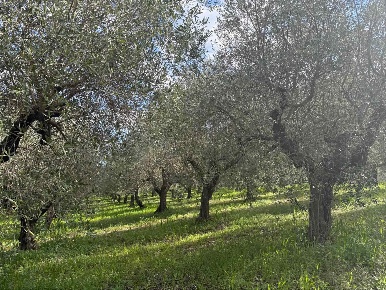 Foto Terreno agricolo in Contrada Temponi, Montecorvino Rovella di 9000 m²