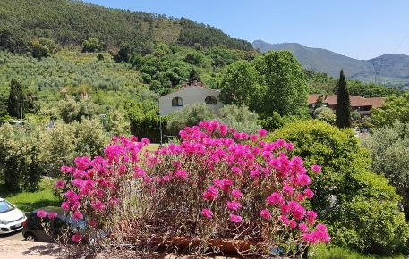 Foto Villa a schiera a Calci Centro di 280 m² con 7 locali in vendita