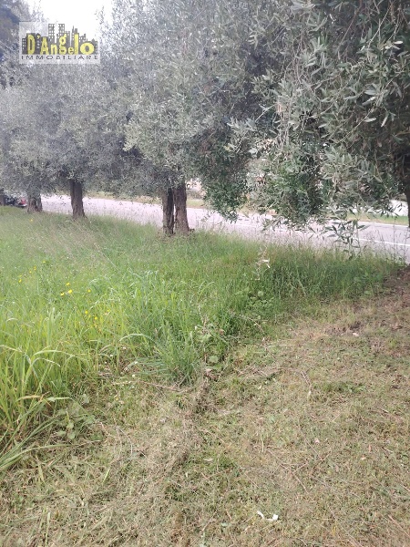 immagine annuncio 2 di 12