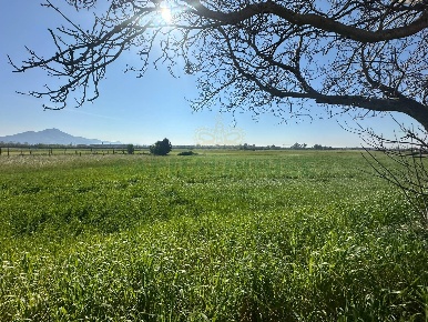 Foto Terreno residenziale in VIA SILVAGNI, Capua Centro di 5000 m²