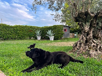 Foto Villa unifamiliare a Selvazzano Dentro Caselle di 284 m² con 8 locali