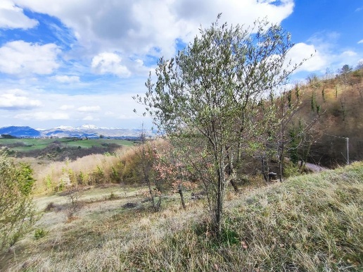 immagine annuncio 11 di 14