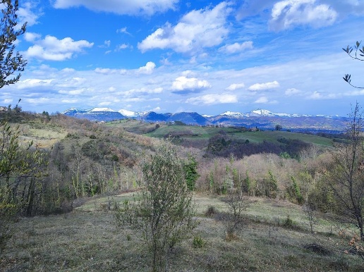 immagine annuncio 12 di 14