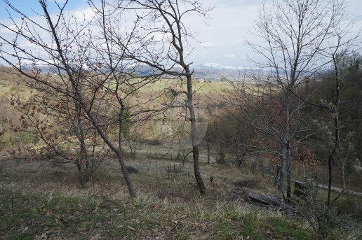 immagine annuncio 13 di 14