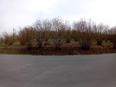 Foto Terreno agricolo in LocalitÃ  Santa Maria, La Morra Centro di 3945 m²