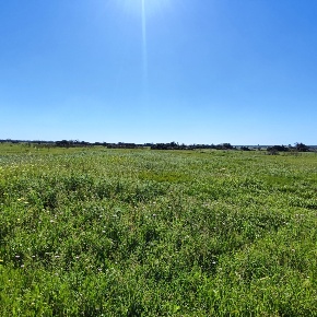 Foto Terreno agricolo a Ugento di 14070 m² in vendita