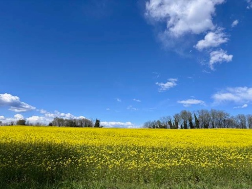 immagine annuncio 3 di 14