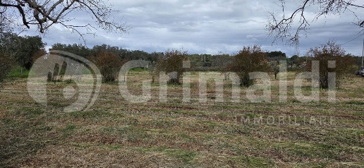 Foto Terreno agricolo in Contrada Santa Teresa snc, Sannicola di 6680 m²