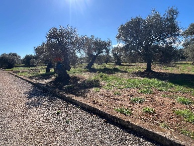 Foto Terreno agricolo a Monopoli di 13663 m² in vendita