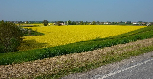 Foto Terreno agricolo a Stienta in vendita