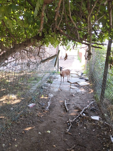 immagine annuncio 7 di 8