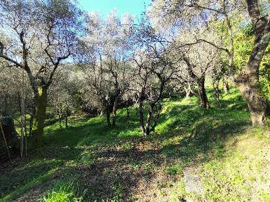 Foto Villa unifamiliare a Luni Casano Dogana Isola di 100 m² con 5 locali