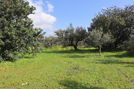 Foto Terreno agricolo in C.da S. Silvestro, Vittoria Centro di 30000 m²