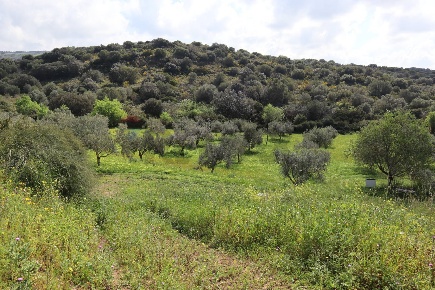 Foto Terreno agricolo in C.da S.Silvestro, Vittoria Centro di 20000 m²