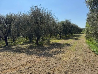 Foto Terreno agricolo a San Giuliano Terme Colignola, Campo di 8600 m²
