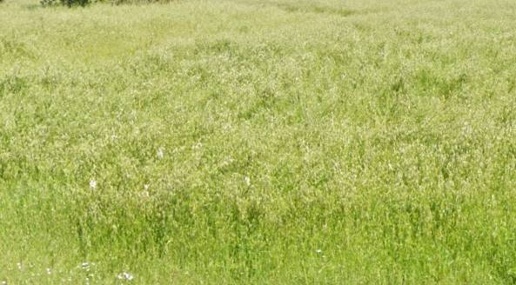 Foto Terreno edificabile a Forlimpopoli di 811 m² in vendita