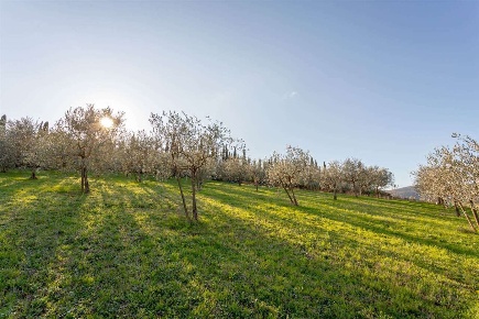 Foto Terreno agricolo in Via Nicola 2, Luni Casano Dogana Isola di 51 m²