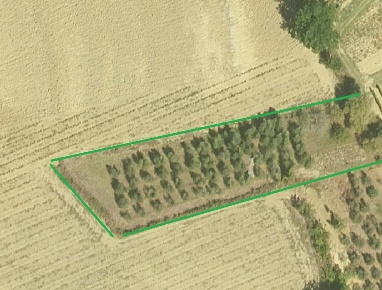 Foto Terreno agricolo a Cerreto Guidi di 2500 m² in vendita