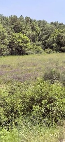 Foto Terreno agricolo a Siena Agostoli - Montalbuccio di 55000 m²