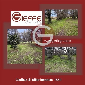 Foto Terreno agricolo a Cittanova di 5000 m² in vendita