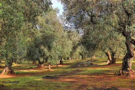Foto Terreno agricolo a Buti Centro di 5000 m² in vendita