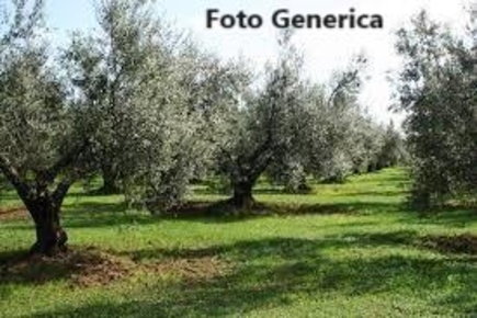 Foto Terreno agricolo a Buti Centro di 15000 m² in vendita